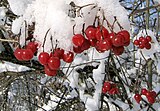 果実は雪を被る季節まで枝に残る