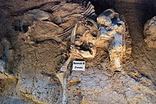 Restos de un mamut sepultado hace 53,000 años