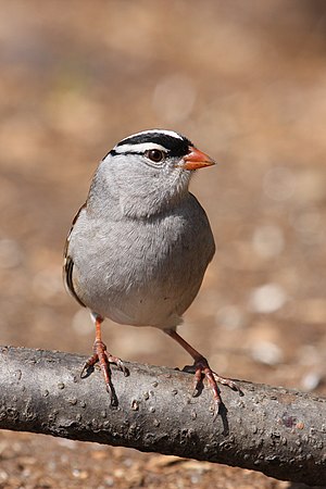 White-crowned Sparrow