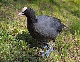 Paprastasis laukys (Fulica atra)