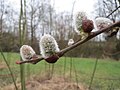 Salix caprea