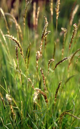 Vellugtende gulaks (Anthoxanthum odoratum)