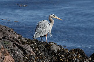 Washington Park (Anacortes)