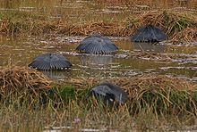 Cuatro garzas negras de pie en aguas bajas con vegetación sosteniendo sus alas sobre sus cuerpos formando lo que parecen paraguas.