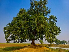 Banyan Tree Musabbir.jpg