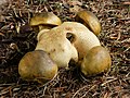 Pseudoboletus (Xerocomus) parasiticus