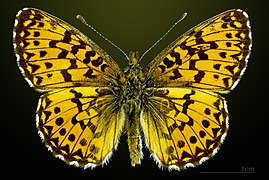 Boloria titania