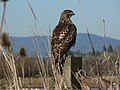 Buteo jamaicensis