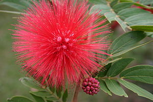 photographie en gros plan d'une fleur de l'arbre aux houppettes (Calliandra haematocephala, Bolivie).