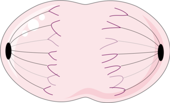 Mitosis in progress.