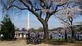 Flores de cerejeira na bacia das marés e monumento a Washington, março de 2016