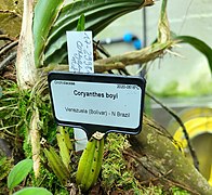 Coryanthes boyi.jpg