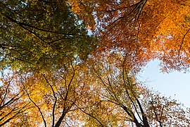 Dülmen, Börnste, Blätterdach über einem Waldweg -- 2015 -- 9901.jpg