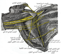 الشبكة المتحابكة العضدية اليمنى (الجزء تحت الترقوي) في الانخفاض الإبطي; كما تظهر من الأسفل ومن الأمام.