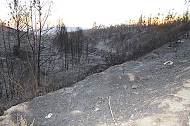 Incendio Valpo 12 abril, zona inicio Camino la Pólvora (13963262815).jpg