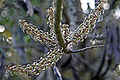 Inflorescences; Sardinia, Italy