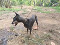 Kanni Dog in Thrissur Kerala