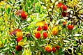 Leucospermum oleifolium im Botanischen Garten Kirstenbosch, SA