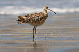 Long-billed curlew at Drakes Beach, Point Reyes