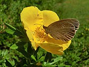 Svenska: Insekt: Luktgräsfjäril (Aphantopus hyperantus) på Ölandstok (Dasiphora fruticosa).