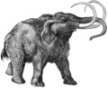 Mammut lanoso