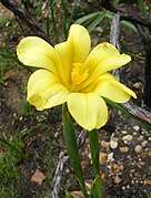 Moraea ochroleuca