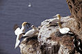 Morus bassanus, Northern Gannet