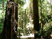 doorkijkje in het Muir Woods National Monument