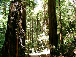 Muir Woods National Monument, California, United States