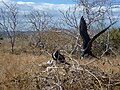 (Fregata magnificens) The Magnificent Frigatebird on North Seymour Island