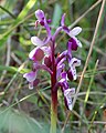 Anacamptis morio subsp. longicornu Sicily - Zingaro