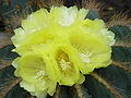 Parodia magnifica