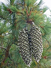 cone and foliage