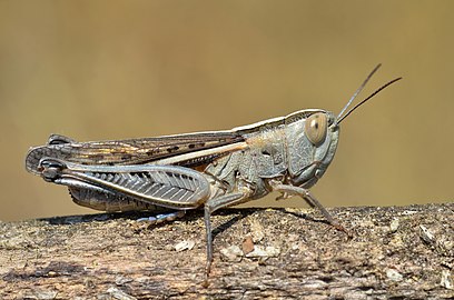 Ramburiella hispanica