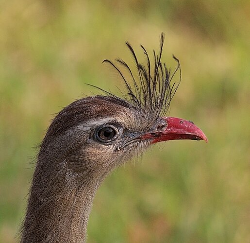 Голова красноногой кариамы (Cariama cristata)