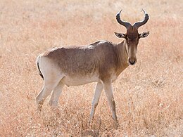 Karvinė antilopė (Alcelaphus buselaphus)