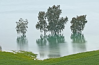 Eucalyptus trees flooded by Seyhan Dam Lake, Turkey