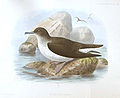 Puffinus gavia