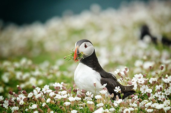 Skomer island nest building Photograph: User:Naff14