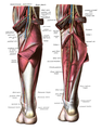 Нерви, артерії та вени литкового і камбаловидного м'язів.