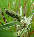 Sparganium erectum var. macrocarpum