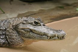 Pápaszemes kajmán (Caiman crocodilus)