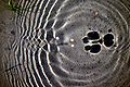 Ripples on water created by water striders