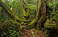 Image 22Antarctic beech old-growth in Lamington National Park, Queensland, Australia (from Old-growth forest)