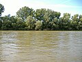 The Tisza at Tiszapüspöki