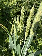 Triticum aestivum 136645751.jpg