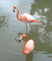 To flamingoar