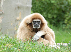 Hvidhåndet gibbon (Hylobates lar)