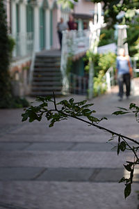 Fotografie eines scharf abgebildeten Baumzweigs in einer unscharf abgebildeten Gasse