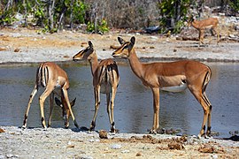 Hembras de impala de cara negra (A. m. petersi) bebiendo en una charca en el Parque nacional Etosha, Namibia.